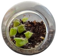 Flowering Cacti Tiny Terrariums Bundle - 2 each of 3 Varieties