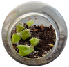Cacti Tiny Terrariums Bundle - 1 each of 6 Varieties