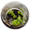 Cacti Tiny Terrariums Bundle - 1 each of 6 Varieties