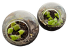 Flowering Cacti Tiny Terrariums Bundle - 2 each of 3 Varieties