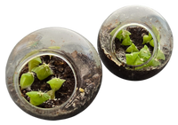 Cacti Tiny Terrariums Bundle - 1 each of 6 Varieties