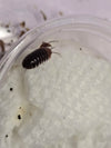 Armadillidium flavoscutatum