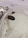 Armadillidium flavoscutatum