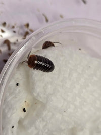 Armadillidium flavoscutatum