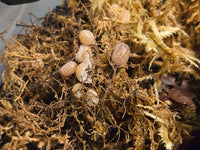 Armadillidium Granulatum T+ Albino