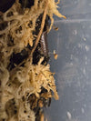 Porcellionides sexfasciatus