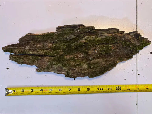 Thick Mossy Bark