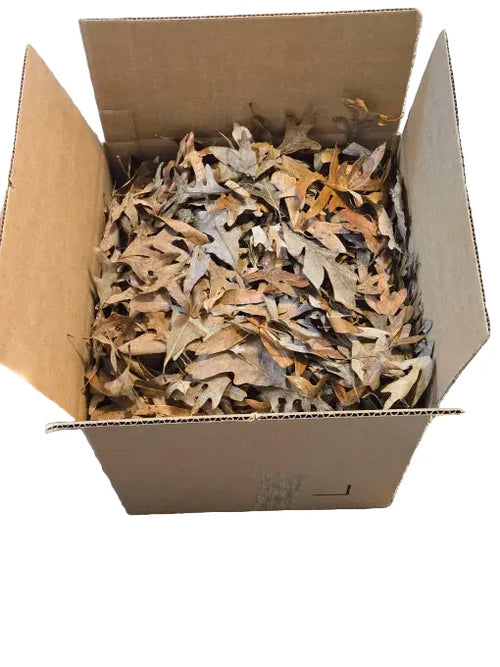 Forest Floor Leaf Litter (3 Sizes!)