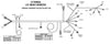 LS1/6 (24x/1x) Engine Main Harness