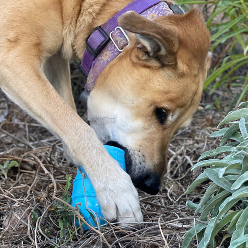 Ice Cream Cone Rubber Dog Chew Toy for Power Chewers | USA Made | SodaPup