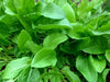 400+ Heirloom French Sorrel Seeds - Ancient Leafy-Herb, Vitamin-Rich South Mountain Nursery