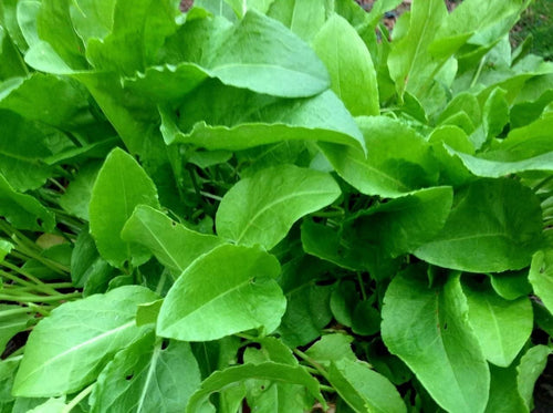 400+ Heirloom French Sorrel Seeds - Ancient Leafy-Herb, Vitamin-Rich South Mountain Nursery