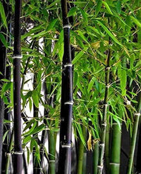 South Mountain Nursery 50+ Rare Black Bamboo Seeds - Fast Growing, Perfect for Privacy
