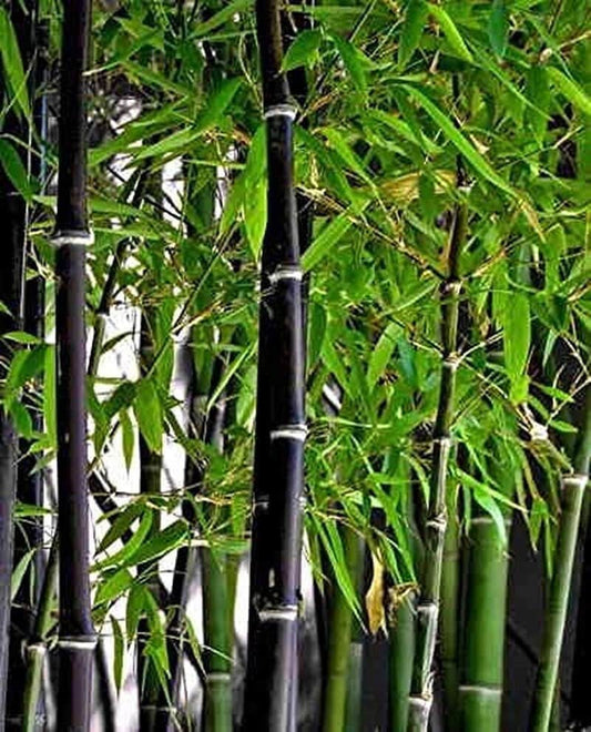 South Mountain Nursery 50+ Rare Black Bamboo Seeds - Fast Growing, Perfect for Privacy
