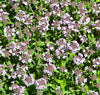 5000 Creeping Thyme Seeds - Easy-Care, Fragrant Ground Cover Thymus Serphyllum South Mountain Nursery