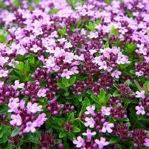 South Mountain Nursery 5000 Multicolor Creeping Thyme Seeds - Vibrant, Easy-to-Grow Ground