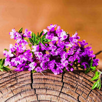 South Mountain Nursery 5000 Multicolor Creeping Thyme Seeds - Vibrant, Easy-to-Grow Ground