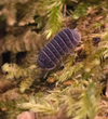 Armadillo tuberculatus