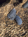 Armadillo tuberculatus