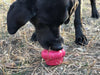 Cupcake eDispenser - Durable Rubber Chew Toy & Treat Dispenser | USA Made
