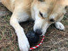 USA-K9 Skull Dog Chew Toy & Treat Dispenser - Made in USA | SodaPup