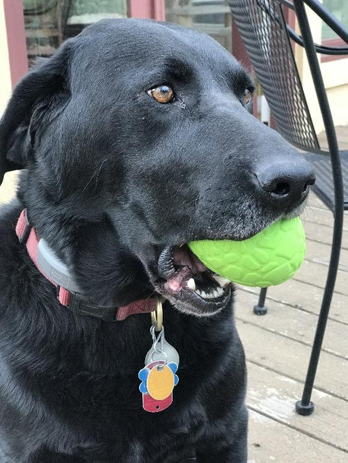 Dinosaur Egg Dog Chew Toy & Treat Dispenser - USA Made | SodaPup