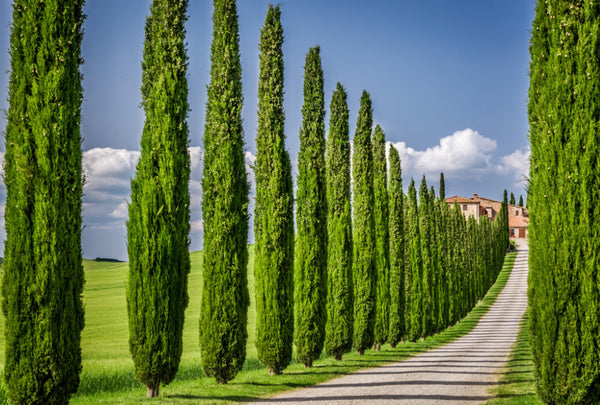 Italian Cypress Seeds - Exotic Evergreen Tree Great for Landscaping and Hedge Rows South Mountain Nursery