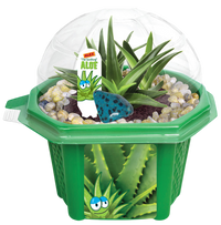 Alex 'The Soothing' Aloe Micro Dome Terrarium