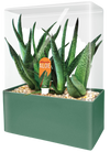 Aloe Seed Square Terrarium