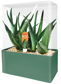 Aloe Seed Square Terrarium