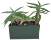 Aloe Seed Square Terrarium