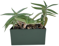 Aloe Seed Square Terrarium