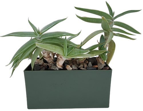 Aloe Seed Square Terrarium