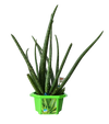 Alex 'The Soothing' Aloe Micro Dome Terrarium