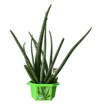 Alex 'The Soothing' Aloe Micro Dome Terrarium