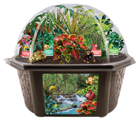 Tropical Rainforest Jungle Biosphere Terrarium