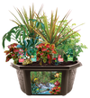Tropical Rainforest Jungle Biosphere Terrarium