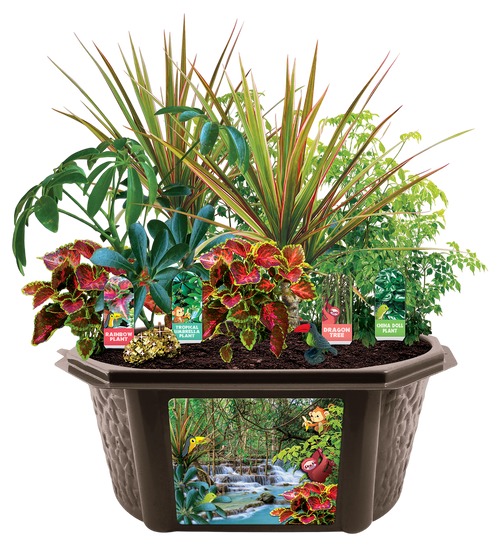 Tropical Rainforest Jungle Biosphere Terrarium