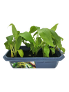 Bountiful Bananas Sprouter Terrarium
