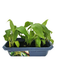 Bountiful Bananas Sprouter Terrarium
