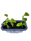 Bountiful Bananas Sprouter Terrarium