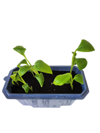 Bountiful Bananas Sprouter Terrarium