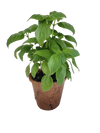 Sweet Basil Plant-It-Starters - Multipack of 4