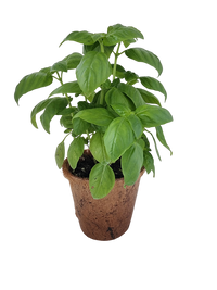 Sweet Basil Plant-It-Starters - Multipack of 4