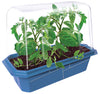 Beefsteak Tomatoes Sprouter Terrarium