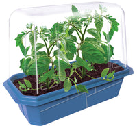 Beefsteak Tomatoes Sprouter Terrarium