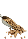Bolita Beans