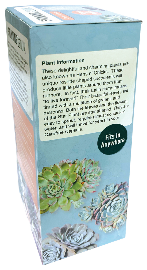 Stunning Sedum Glass Terrarium Seed Starting Kit