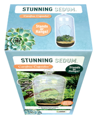 Stunning Sedum Glass Terrarium Seed Starting Kit