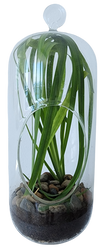 Perfect Palms Glass Terrarium Seed Starting Kit